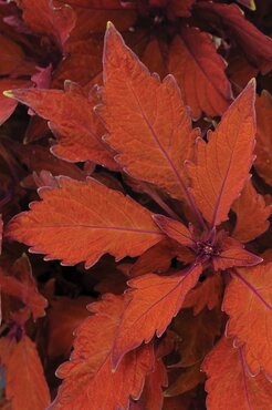 Coleus Flamethrower Habanero 1 Litre