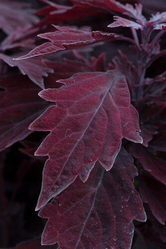 Coleus Flamethrower Salsa Roja 1 Litre