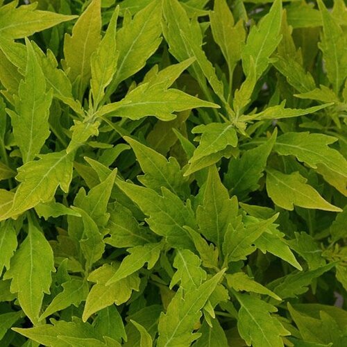 Coleus Flamethrower Salsa Verde 1 Litre
