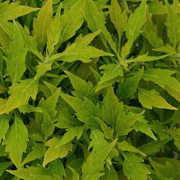 Coleus Flamethrower Salsa Verde 1 Litre