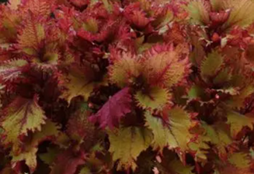 Coleus Henna 2 Litre