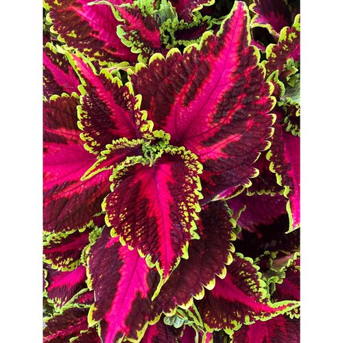 Coleus Hollywood Boulevard 1 Litre