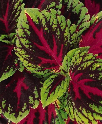 Coleus Kong Red 3.2 Litre