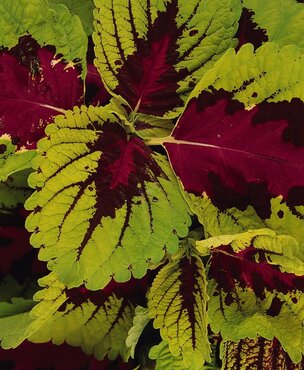 Coleus Kong Rose Jumbo Six Pack