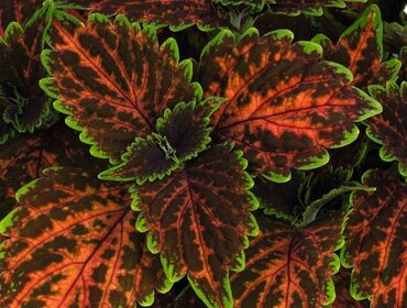 Coleus Magnificent Mile 1 Litre