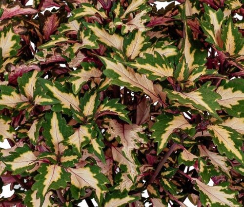 Coleus Miami Magic 1 Litre