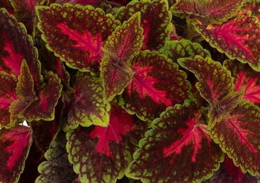 Coleus Park Avenue 1 Litre