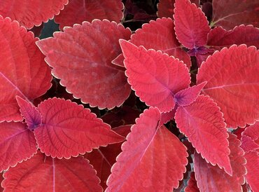 Coleus Redhead 2 Litre