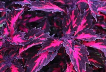 Coleus Royalty 1 Litre