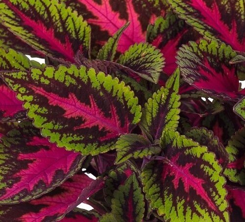 Coleus Ruby Road 1 Litre