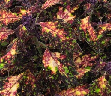 Coleus Santa Monica 1 Litre