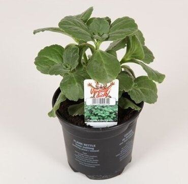 Coleus Scardey Cat 10.5cm