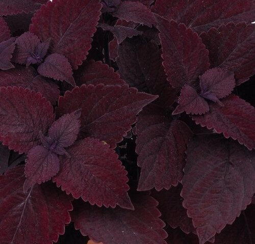 Coleus Second Street 1 Litre