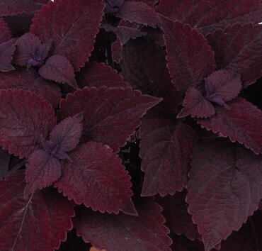Coleus Second Street 1 Litre