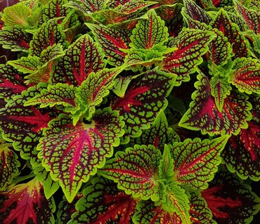 Coleus Spacecake 1 litre - image 1