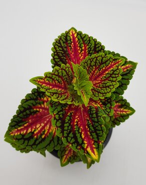 Coleus Spacecake 1 litre - image 2