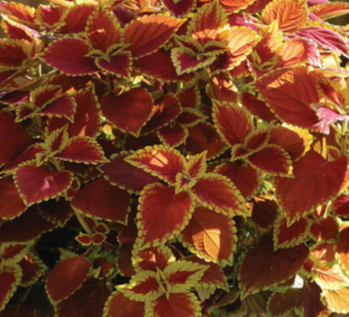 Coleus Trusty Rusty 1 Litre