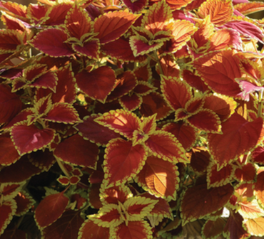 Coleus Trusty Rusty 2 Litre