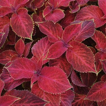 Coleus Velvet 1 Litre