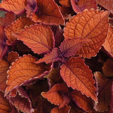 Coleus Wall Street 1 Litre