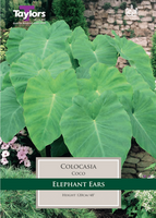Colocasia (Elephant Ears)