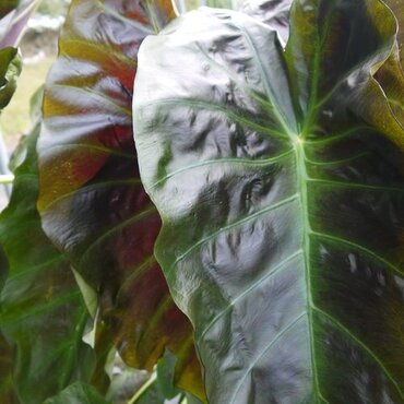 Colocasia Royal Hawaiian Aloha 3 Litre - image 1