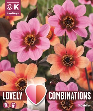 Combi Dahlia Happy Single Pink And Orange