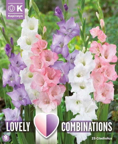 Combi Gladioli White, Blue And Pink