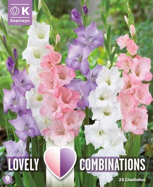 Combi Gladioli White, Blue And Pink