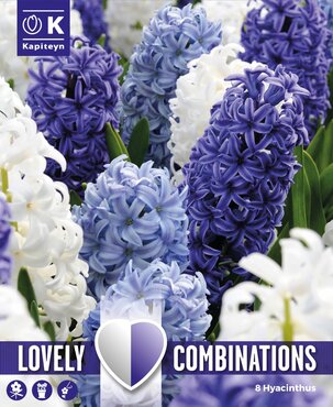 Combi Hyacinth Ocean Blend x 15