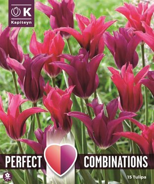 Combi Tulip Doll Blend