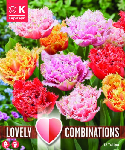Combi Tulip Double Crispa Mix