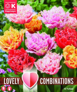Combi Tulip Double Crispa Mix