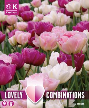 Combi Tulip Double Pink Purple & White