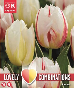 Combi Tulip Duopack Triumph Flaming Red & Yellow
