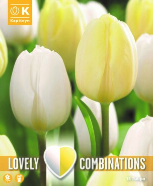 Combi Tulip Duopack White & Cream