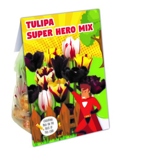 Combi Tulip Hero Mix