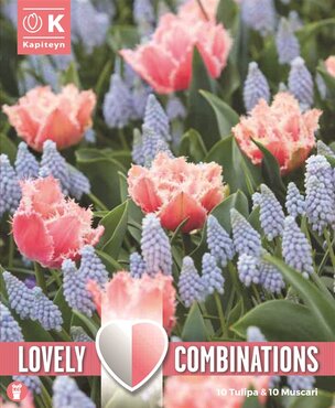 Combi Tulip Pink & Muscari