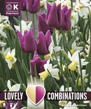 Combi Tulip Purple & Narcissus White