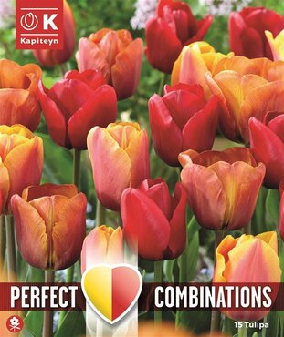 Combi Tulip Red Orange Yellow Blend