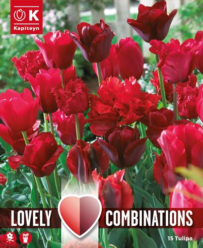 Combi Tulip Red Shades x 15