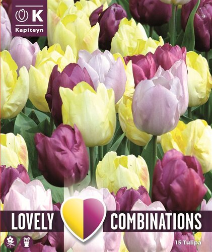 Combi Tulip Yellow Purple & Lilac
