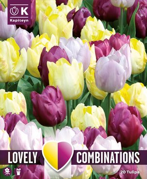 Combi Tulip Yellow Purple & Lilac x 20
