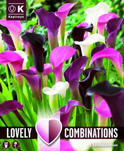 Combi Zantedeschia Pink, White And Black