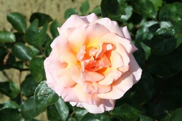 Compassion Climbing Rose 4 litre