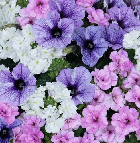 Confetti Garden Blueberry Cake Planter 25cm