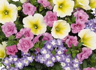 Confetti Garden Bunny Boo Jumbo 6 Pack