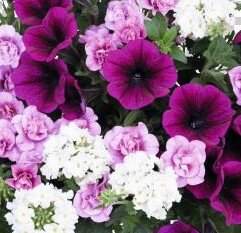 Confetti Garden Plum Cake Planter 25cm