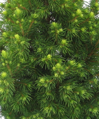 Conifer Picea Glauca Conica 10.5cm