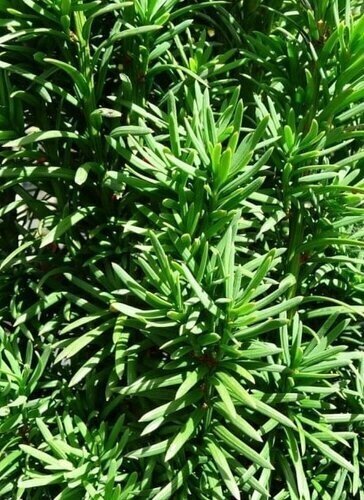 Conifer Taxus Media Hicksii 10.5cm